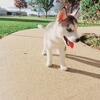 Akc siberian husky puppies 