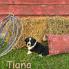 Cardigan Welsh Corgi Puppies