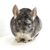 2 Year Old Standard Grey Female Chinchilla up for Adoption -- "Umami"