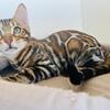 Bengal Proven Young Stud Cat Male