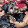 Male Yorkie Pup