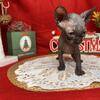 BLACK SPHYNX KITTEN BOY-READY FOR HOME-FEBRUARY 14TH 2026 HCM SCANS OF BOTH PARENTS CREDIBLE BREEDER