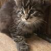 Black tabby maine coon kittens