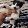 Cute kittens need to be rehomed. 