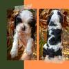 AKC registered cocker spaniels