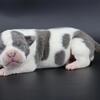 Ivory - XL American Bully - Female