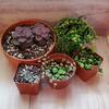 Succulents and Cacti String of Pearls, Turtles, Hearts WHAT THE SUCC PLANTS SCS, MI