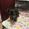 Yorkies $800-$1400