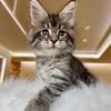 Purebred Tica Registered Maine Coon Kittens