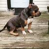 ($300) American Bully Tri-color ABKC/UKC REG Male for Sale.