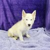 Sparkie Ckc registered Siberian Husky 