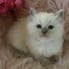 Ragdoll Kittens, TICA 