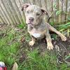 Lilac tri american bully