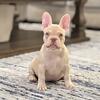 AKC Frenchie Male