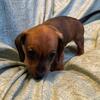 Dachshund Miniature  Female Red AKC R5