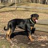 German Rottweiler looking to stud.