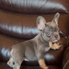 French Bulldog puppies miami