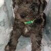 Akc Blue merle mini poodle male
