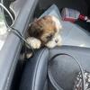 Male Shih Tzu Pup