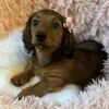 Female Dachshund Puppy Born 9/24/24