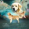 AKC Golden Retriever STUD, Russian Import OFA Certified & Genetic Clear