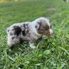 Australian shepherd puppies