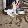 Bulldog female 8 months 600 not fixed 