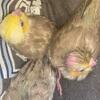 Baby cockatiels! 