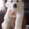 Great Pyrenees Pups