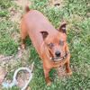  Miniature Pinscher adult females