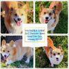Upcoming AKC Pembroke Welsh Corgi Litter