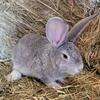 Jr. Light gray flemish giant rabbits