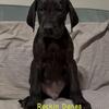 Great Dane pups Blue's & Blacks