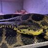 LOOKING FOR, breeder ready female yellow or green anaconda! 