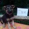 Reduced Purebred German Shepherd Puppies 