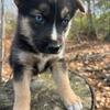 AKC GERMAN SHEPHERD PUPPIES