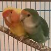 Pair of Bonded Peachface Lovebirds
