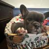 Blue and white male black and white female French Bulldog puppies 