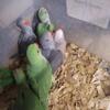 Beautiful Baby Ringneck Parrots