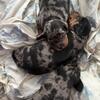 Taking deposits mini dachshund puppies