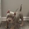 American Bully ABKC Pretty Girl 