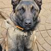 , Belgian Malinois  for STUDS  - 800