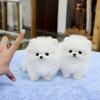 Black, brown and white Pomeranians