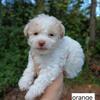 CKC Registered Toy Poodles available!!!