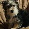 Yorkie 