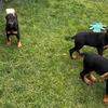 Doberman Pinscher puppies in Eau Claire, WI
