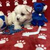 CKC Maltipoo puppies