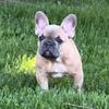 Adorable French Bulldog Puppies for Sale!!