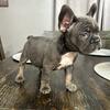 AKC Registered French Bulldog