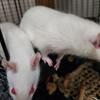 FREE RATS NEED HOME